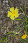 Georgia frostweed